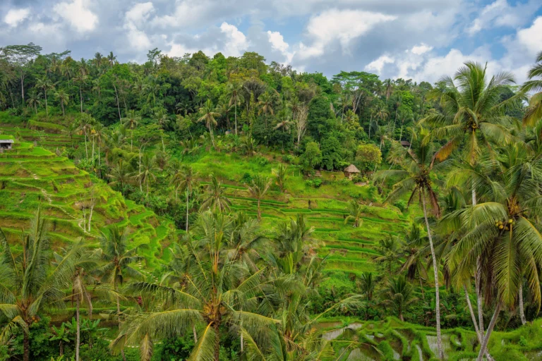 rice terrace Ubud